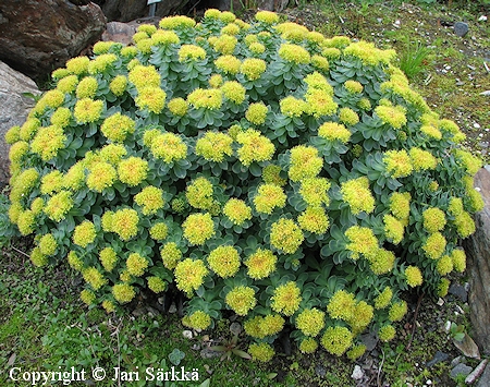 Pohjanruusujuuri, Rhodiola rosea